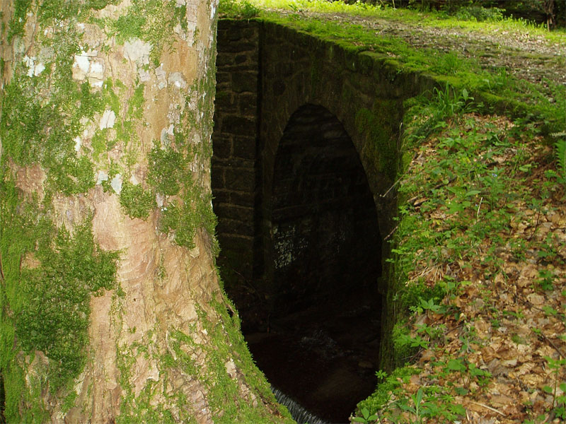 gal/2010/04 - Nel Parco delle foreste Casentinesi - 22 Maggio/03 _sentiero_degli_acuti/18_albero_e_ponte-01.jpg